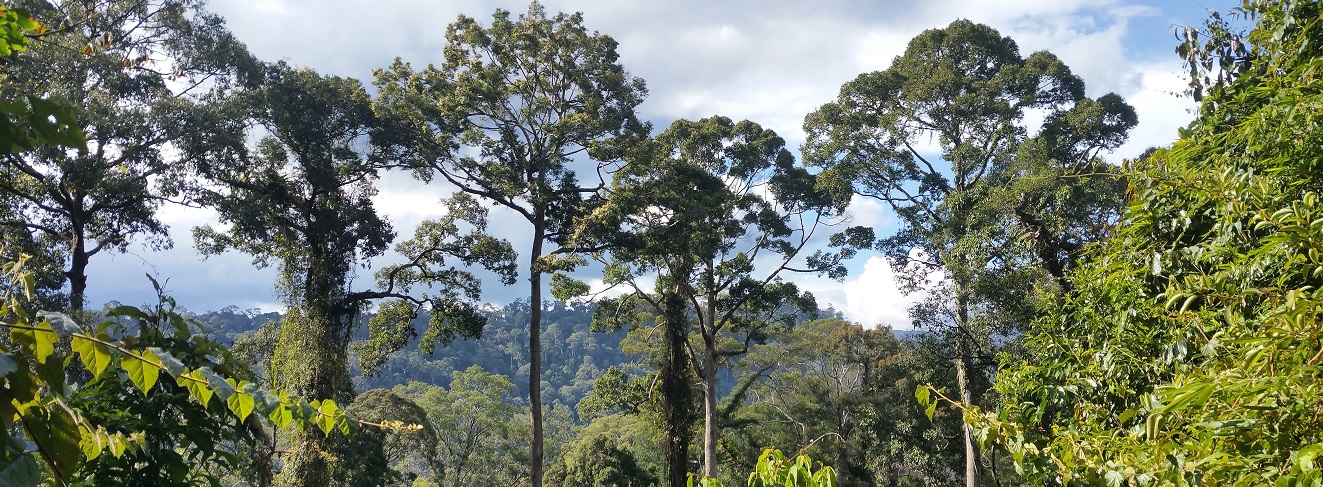 Sabah forest
