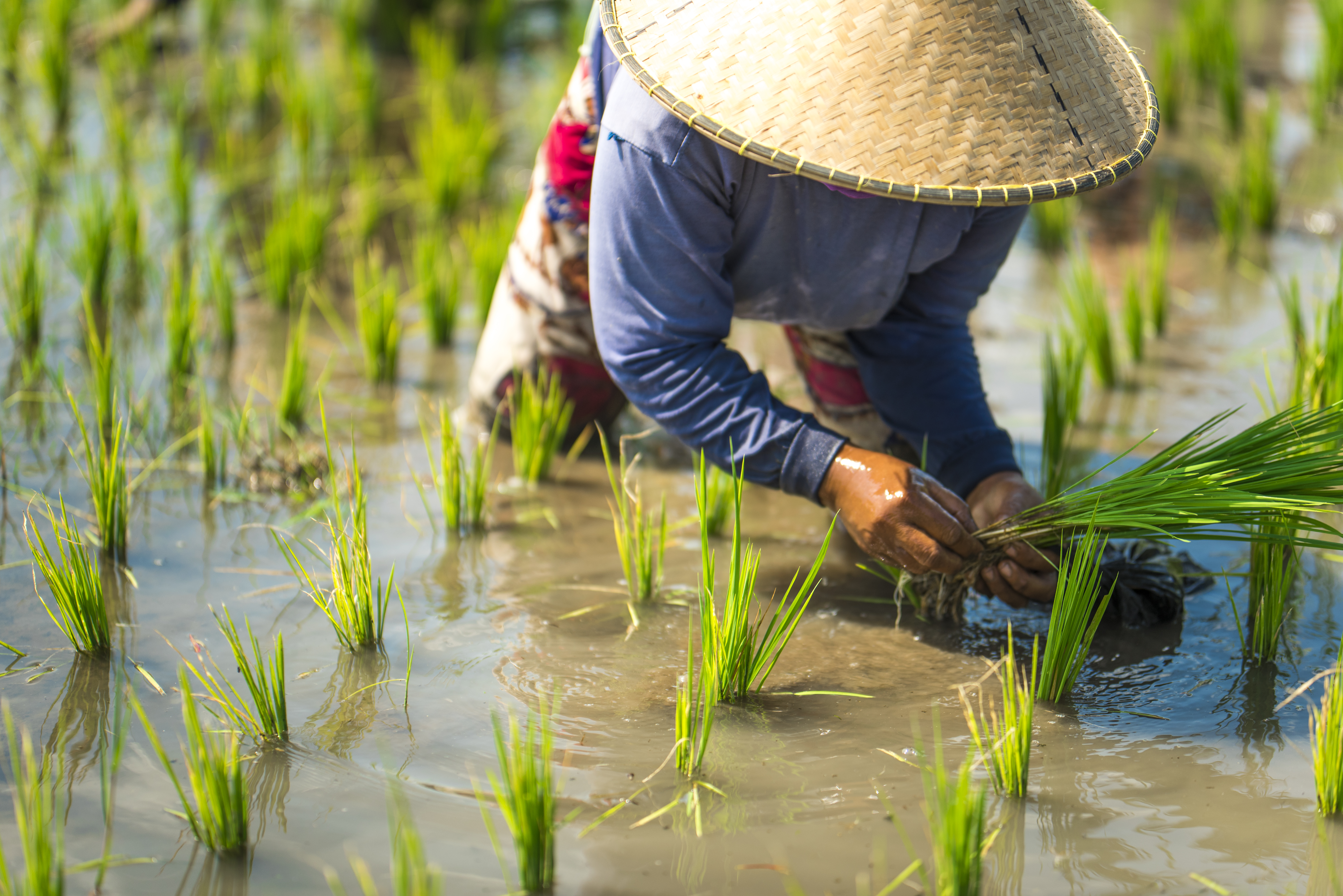 Indonesia rice farmer