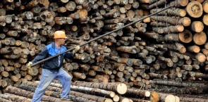Russia has recently implemented new measures to increase transparency on timber legality.