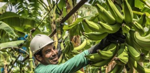 The world’s first banana farm certified against the Rainforest Alliance’s 2020 Sustainable Agriculture Standard 