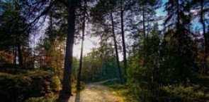 Study on implementing Sustainable Forest Management according to the EU Biodiversity Strategy and the EU Bioeconomy Strategy