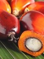 Responsible palm oil production