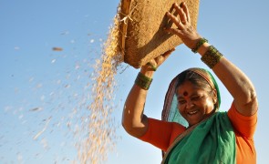 Rice farmer - India