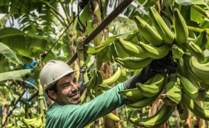 The world’s first banana farm certified against the Rainforest Alliance’s 2020 Sustainable Agriculture Standard 